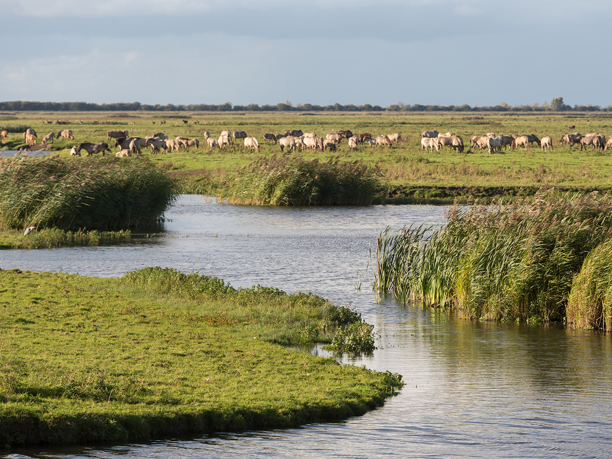 Oostvaardersplassen